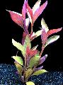 Aquarium Plantes Aquatiques Alternanthera Lilacina, Rouge Photo, un soins et la description, les caractéristiques et un cultivation