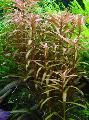 水族馆 水生植物 水苋菜属藻, Ammannia gracilis, 红 照, 关怀 和 描述, 特点 和 成长