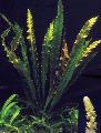 水族馆 水生植物 水蕹科细长, Aponogeton elongatus, 绿 照, 关怀 和 描述, 特点 和 成长