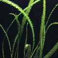 fénykép édesvízi növények Aponogeton Longiplumulosus