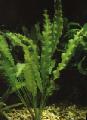 Aquarium Plantes Aquatiques Aponogeton Undulatus, Vert Photo, un soins et la description, les caractéristiques et un cultivation