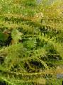 Акваріум Акваріумні Рослини Елодея Канадська (Водяна Чума), Elodea canadensis, Зелений Фото, догляд і опис, характеристика і зростаючий