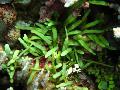 Foto morskih biljaka (more) Caulerpa Brachypus