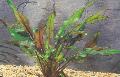 Akvarium Vandplanter Cryptocoryne Petchii, brun Foto, pleje og beskrivelse, egenskaber og voksende