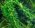 Waterweed Жапырақты  Фото, сипаттамалары мен қамқорлық