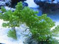 Foto morskih biljaka (more) Grožđe Caulerpa