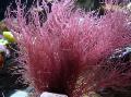 fénykép tengeri növények (tengervizes) Moszat A Rock, Szőlő