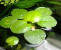 Akvarij Vodene Biljke Limnobium Stoloniferum, Limnobium stoloniferum, Salvinia laevigata, zelena Foto, briga i opis, karakteristike i uzgoj