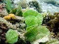 fénykép tengeri növények (tengervizes) Sellő Fan Növény