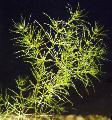 Akvarij Vodene Biljke Nitella Flexilis, zelena Foto, briga i opis, karakteristike i uzgoj