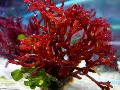 Foto morskih biljaka (more) Crvene Alge
