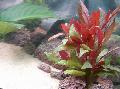 Aquarium Wasser-pflanzen Red Hygrophila, Alternanthera reineckii, Rot Foto, kümmern und Beschreibung, Merkmale und wächst