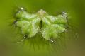 Ricciocarpus苹 苔藓 照, 特点 和 关怀