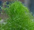 Foto morskih biljaka (more) Špageti Alge (Zelene Kose Alge)