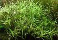 fénykép édesvízi növények Stargrass