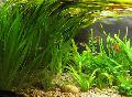 Akvārijs ūdensaugi Vallisneria Gigantea, zaļš Foto, ka un apraksts, raksturlielumi un augošs