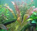 Akvárium Vízinövények Hullámos Szélű Swordplant, Borzolt Aponogeton, Aponogeton crispus, piros fénykép, gondoskodás és leírás, jellemzők és növekvő