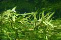 Акваріум Акваріумні Рослини Гетерантера Сумнівна, Zosterella dubia, Heteranthera dubia, Зелений Фото, догляд і опис, характеристика і зростаючий