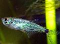 Aquarium Fish , Gnathocharax steindachneri, Silver Photo, care and description, characteristics and growing