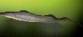 Aba, Pesce Coltello Africano foto, caratteristiche e la cura