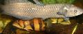 Akvarijske Ribice African Arowana, Heterotis niloticus, srebrna fotografija, nega in opis, značilnosti in rast