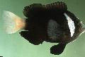 Akvarijní Ryby Amphiprion Mccullochi, Černá fotografie, péče a popis, charakteristiky a pěstování