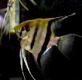 Angelfish scalare, Pterophyllum scalare, Striped Photo, care and description, characteristics and growing