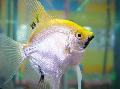 Angelfish scalare, Pterophyllum scalare, Silver Photo, care and description, characteristics and growing