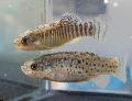Aquarium Fish Aphanius, Striped Photo, care and description, characteristics and growing