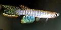 Akvarij Ribe Aphyolebias, prugasta Foto, briga i opis, karakteristike i uzgoj