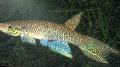 Akvarij Ribe Aphyolebias, braon Foto, briga i opis, karakteristike i uzgoj