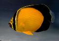 Arabský Butterflyfish fotografie, charakteristiky a péče