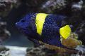 Asfur Angelfish, Pomacanthus asfur, Motley Photo, care and description, characteristics and growing