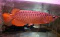 Aquarium Fish Asian bonytongue, Malayan bony-tongue, Scleropages formosus, Red Photo, care and description, characteristics and growing