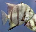 Atlantic Spadefish, Chaetodipterus faber, Striped Photo, care and description, characteristics and growing