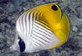 Auriga Butterflyfish fotoğraf, özellikleri ve bakım