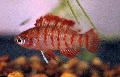 Акваријумске Рибице Бадис Бадис, Badis badis, црвен фотографија, брига и опис, карактеристике и растуће