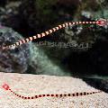 Banded Pipefish, Doryrhamphus dactylophorus, Striped Photo, care and description, characteristics and growing
