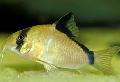 Aquarium Fish Bandit Cory, Corydoras metae, Striped Photo, care and description, characteristics and growing