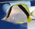 Aquarium Fish Bank Butterfly, Prognathodes aya, Striped Photo, care and description, characteristics and growing