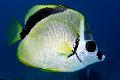 Akvarij Ribe Barberfish, Blacknosed Butterflyfish, Johnrandallia nigrirostris, žuti Foto, briga i opis, karakteristike i uzgoj
