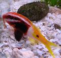 Bicolor goatfish, Parupeneus barberinoides, Motley Photo, care and description, characteristics and growing