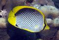 შავი გამყარებული Butterflyfish სურათი, მახასიათებლები და ზრუნვა