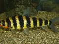 Akvarij Ribe Crna Povezan Leporinus, Leporinus fasciatus, prugasta Foto, briga i opis, karakteristike i uzgoj