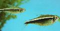 Photo Freshwater Fish Black Neon Tetra