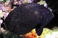 Zwart Nox Maanvissen, Middernacht Maanvissen foto, karakteristieken en zorg