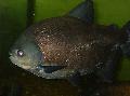 Aquarium Fish Black Pacu, Colossoma macropomum, Black Photo, care and description, characteristics and growing
