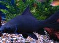 Black Shark nega in značilnosti