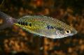 Black-Spotted Rainbow Fish foto, karakteristieken en zorg