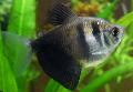 Aquarium Fish Black Tetra, Gymnocorymbus ternetzi, Striped Photo, care and description, characteristics and growing